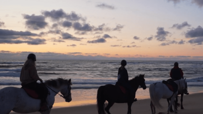 Landes : à cheval, en kayak ou à vélo, des promenades inoubliables entre dunes et forêts
          Le 13 Heures Découverte poursuit sa plongée au cœur des Landes. Focus, ce jeudi 4 juillet, sur une piste cyclable en pleine nature, du kayak nocturne et une randonnée à cheval au coucher du soleil.