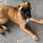 Partez l'esprit tranquille, vos animaux sont entre de bonnes mains avec les Dom'sitter
          Véronique Morel a créé Dom'sitting. Elle met en relation des gardiens retraités bénévoles et des particuliers souhaitant s'absenter de leur domicile l'esprit tranquille.